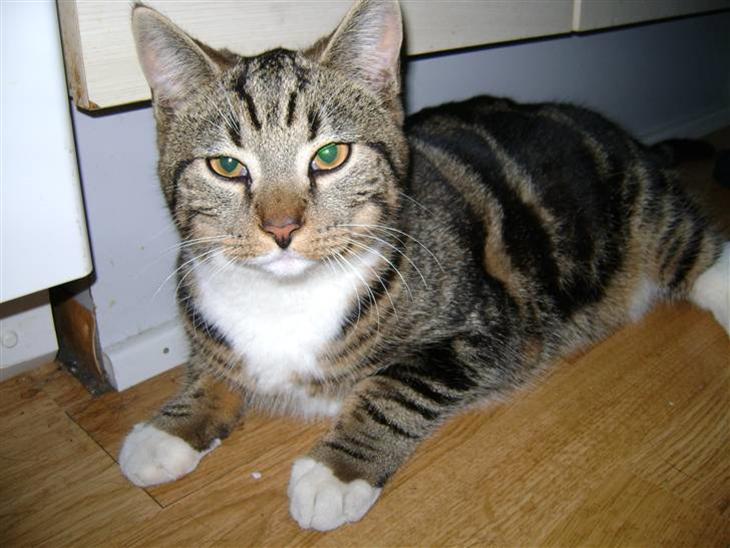 Huskat Viktor billede 1
