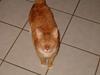 Blanding af racer Garfield *DØD*