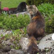 Maine Coon Amidala