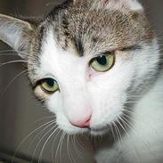 Blanding af racer Bølle