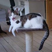 Blanding af racer Bølle