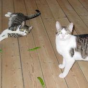 Blanding af racer Bølle