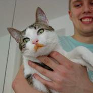 Blanding af racer Bølle