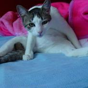 Blanding af racer Bølle