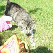 Blanding af racer nana