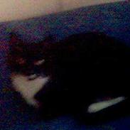 Blanding af racer Oliver