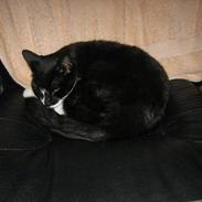 Blanding af racer Lucky <3