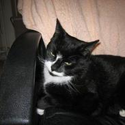 Blanding af racer Lucky <3