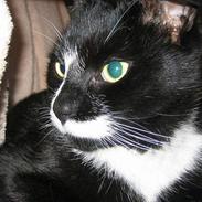 Blanding af racer Lucky <3