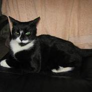 Blanding af racer Lucky <3