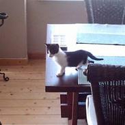 Huskat Bisse
