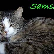 Blanding af racer Samson