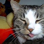 Blanding af racer Samson