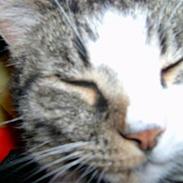 Blanding af racer Samson