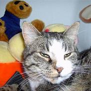 Blanding af racer Samson