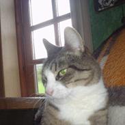 Blanding af racer Store mis 