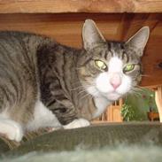 Blanding af racer Store mis 