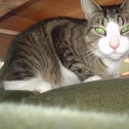 Blanding af racer Store mis 