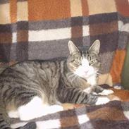 Blanding af racer Store mis 