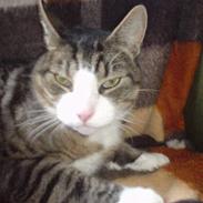 Blanding af racer Store mis 