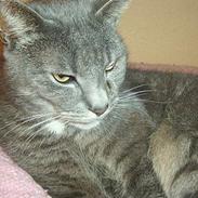 Blanding af racer Oliver