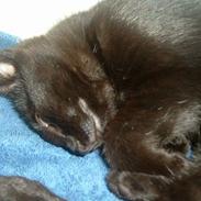 Blanding af racer Bianca