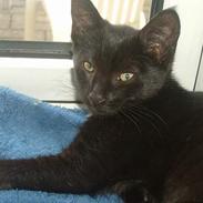 Blanding af racer Bianca