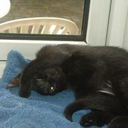 Blanding af racer Bianca