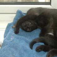 Blanding af racer Bianca