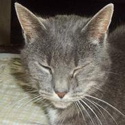 Blanding af racer Oliver