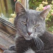 Blanding af racer Oliver