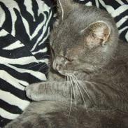 Blanding af racer Oliver