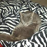 Blanding af racer Oliver