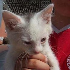 Blanding af racer Tinker