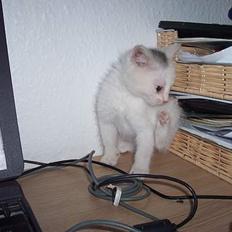 Blanding af racer Tinker