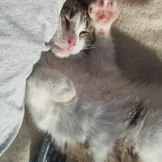 Blanding af racer Kahli