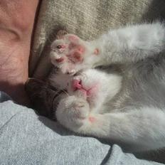 Blanding af racer Kahli