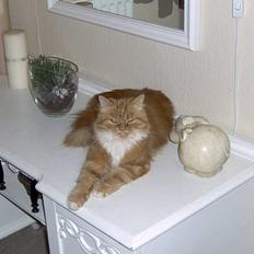 Blanding af racer Perle