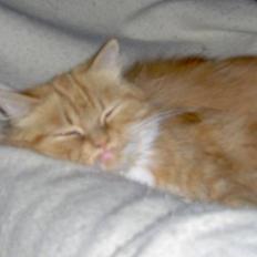 Blanding af racer Perle