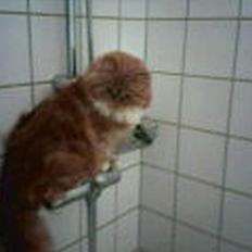 Blanding af racer Perle