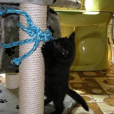 Blanding af racer Sorte *Løbet bort:(*