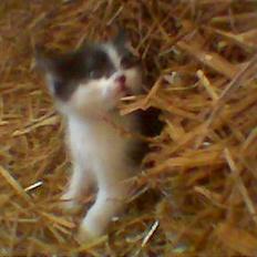 Blanding af racer O'malley