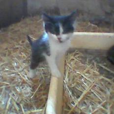 Blanding af racer O'malley