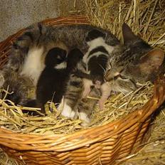 Blanding af racer Charlie