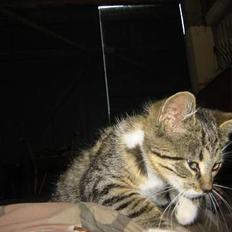 Blanding af racer Charlie