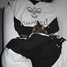 Blanding af racer mio