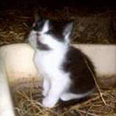 Blanding af racer O'malley