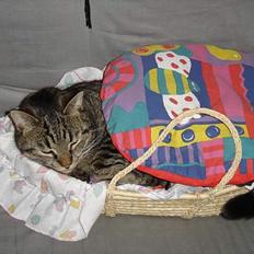 Blanding af racer mio