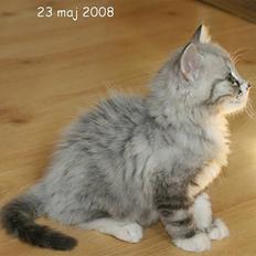 Norsk Skovkat dk Buum-cats lille bjørn