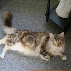 Maine Coon Emily